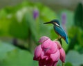 Birds, kingfishers, flowers, lotus flowers, red flowers, birds hunt